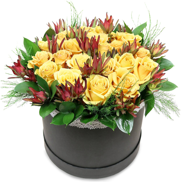 In this image, a meticulously arranged floral hatbox takes centre stage, radiating warmth and sophistication reminiscent of a sunlit afternoon wandering between Tufnell Park and nearby Dartmouth Park. The container is a low, round hatbox in deep charcoal or true black, its surface smooth and quietly matte, providing a modern, minimalist base. Around the upper edge runs a delicate band of white lace, its fine floral or geometric pattern just visible where the flowers meet the rim, lending a soft, vintage accent to the contemporary vessel. Rising above this is a densely packed dome of golden yellow roses, approximately two dozen blooms forming a seamless, cushion-like canopy. Their petals are plush and velvety, some roses fully open with broad, cupped faces, others slightly tighter, spiralling inward in perfect rosettes. Woven among the roses are eye-catching Leucadendron 'Safari Sunset', with tall, narrow bracts in deep burgundy, maroon, and russet tones, fading into muted green towards the stems. These slender cones and pointed tips introduce a dynamic vertical element and a rich, autumnal contrast against the sunny roses. Supporting the design, an assortment of foliage encircles the base: broad, glossy leaves in a deep forest green create a solid collar, while lighter, feathery sprigs of fine-textured greenery lift and soften the outline, extending just past the box's rim. The background is pure white, making the yellow, red, and green tones appear especially vivid and crisp. The overall composition feels generous yet refined, suitable for a birthday, congratulations, or a bright get-well wish delivered to a townhouse off Fortess Road or a stylish workspace overlooking Parkland Walk, crafted with the quiet confidence of an experienced local florist.