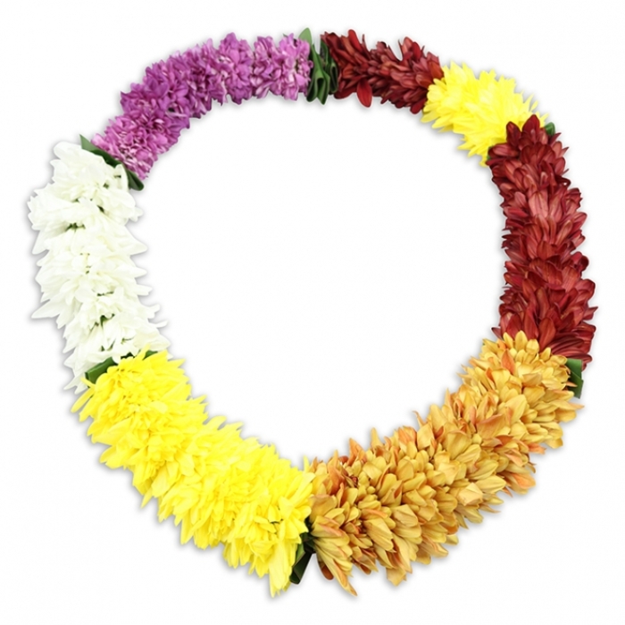 A meticulously constructed floral lei, inspired by Hawaiian tradition, forms a perfect oval ring against a bright white background, its colours arranged like a gentle rainbow designed for remembrance. The garland is made of artificial chrysanthemums or chrysanthemum-style blooms, tightly strung so that each flower head presses softly against the next, leaving no visible gaps. Their petals are numerous and finely cut, layering into round, tufted shapes that look soft and comforting, ideal for a tribute meant to rest peacefully on a coffin, memorial table, or framed photograph. The colour progression begins with a rich, deep purple section at the top left, then eases into a calm expanse of clean, pure white. From there, the palette brightens into a band of vivid, lemon yellow, which gradually shifts toward a warmer golden tone, echoing autumn sunlight on the stone facades around Tufnell Park station. This leads into a dignified sweep of deep reddish-brown maroon blooms that suggest quiet reflection and solemnity. The circle finishes with a final strip of bright yellow flowers, reintroducing a note of optimism and light. Tiny glimpses of dark green fabric foliage peek between occasional blossoms, lending a hint of natural structure and helping define the transitions. A soft, diffused shadow sits just beneath the lei, lifting it visually from the white surface and adding depth, as though it has just been set down with care. The overall impression is of a colourful yet respectful funeral tribute, uniting the joyful spirit of aloha with the gentle, heartfelt goodbyes shared by families across Tufnell Park and the surrounding North London neighbourhoods.