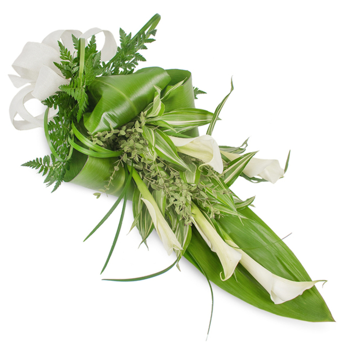 A refined, hand-styled floral sheaf captured on a stark white ground, where creamy-white Calla Lilies stand as the principal visual poem, their trumpet-cups gracefully turned and layered to create a downward sweep from upper left to lower right. These lilies, with their silky, sculptural petals, are complemented by an abundance of foliage chosen for contrasting texture and rhythm: broad, glossy tropical leaves form a deep emerald backdrop, some gently rolled to add volume; variegated striped leaves scatter points of pale green and white through the center; and soft fern fronds slip between elements to lend an airy, ferny whisper. Tiny, light-green sprigs-almost moss-like-nestle into crevices, offering a tender, herbaceous counterpoint, while slim, grass-like blades sweep outwards, accentuating the arrangement's elongated silhouette. A large, off-white woven ribbon bow graces the upper left, its neutral tone harmonising with the lilies' purity and introducing a tactile, natural-fibre quality that feels both classic and modern. The composition has a minimalist, serene aesthetic that suits contemporary bridal bouquets, understated anniversary pieces, or a tasteful tribute for a memorial service. Described by a local florist with years of craft in the Tufnell Park area, the bouquet's combination of cool whites, lush greens, and mixed textures creates a sense of composed elegance-like a quiet moment under the plane trees on Tufnell Park Road-bringing reassurance and refined beauty to any significant occasion.