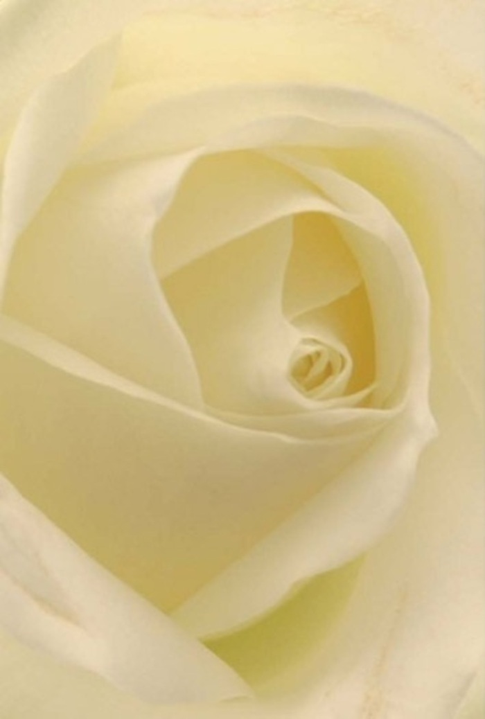 At first glance, the soft glow that radiates from this classic white rose conjures images of peaceful mornings along Tufnell Park's charming terraced streets. The bloom's immaculate layers unfurl from a spiraled heart, each petal blending clouds of white and gentle cream, absorbing and reflecting the soft north London light with effortless sophistication. As with many bouquets crafted near Fortess Road, the attention to visual texture stands out-the matte outer petals bloom with a near-porcelain finish, while the innermost layers gleam softly, illuminated as if the flower holds its own inner lantern. In this intimate arrangement, designed for moments of romance, graceful apologies, or as an elegant centrepiece for neighbourhood gatherings, the rose's purity and resilience are front and centre. There's a subtle dynamism found in the nuanced interplay of light and shadow, echoing the tranquility Tufnell Park is known for. One almost senses a clean, understated fragrance rising from the core, a scent that's as versatile as it is soothing-perfect for expressing silent support or a sincere wish for happiness. This composition, reliably delivered throughout Tufnell Park, stands as a testament to nature's wisdom and the skilled artistry of local florists who understand exactly how much can be said with a single perfect flower.