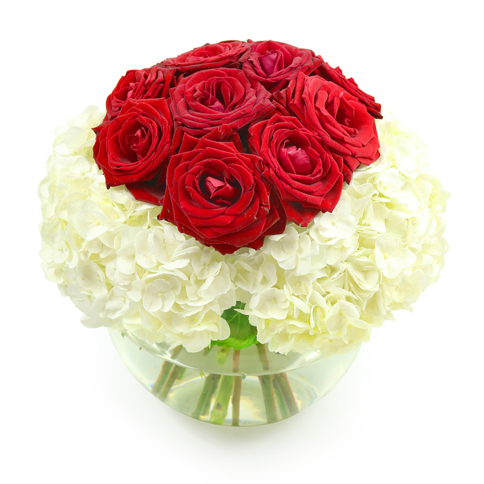 A beautifully composed floral arrangement stands against a pristine white background, its colours and textures given full attention by the clean, uncluttered setting. At the top of the design, a tightly grouped dome of deep red roses forms a striking focal point, with around ten blooms arranged in a rounded cluster. Each rose displays layers of velvety petals, some still curling inward with a sense of promise, others opening more generously to reveal rich, crimson centers. This romantic crown of roses rests on a full, spherical base of creamy white hydrangeas, whose many tiny florets create a plush, cloud-like texture that appears to spill outward and downward from beneath the roses. The interplay between the bold red roses and the soft white hydrangeas creates an elegant contrast, while the gentle green hints of the hydrangea stems add a subtle freshness. The entire arrangement is gathered into a clear, bowl-shaped glass vase, partially filled with clean water. Through the transparent sides of the vase, the green stems are clearly visible, crossing and converging in natural lines that ground the airy blooms above. The lighting is bright and even, accentuating the reds, whites, and greens without harsh glare, and giving the flowers a freshly arranged, just-delivered quality. The design evokes the feeling of a carefully planned anniversary gift, perhaps destined for a townhouse near Tufnell Park Fields or an apartment overlooking the tree-lined streets of nearby Kentish Town. It suggests a personal, heartfelt gesture crafted by a local florist who understands how to blend classic romance with simple, modern elegance for celebrations across the Tufnell Park area.