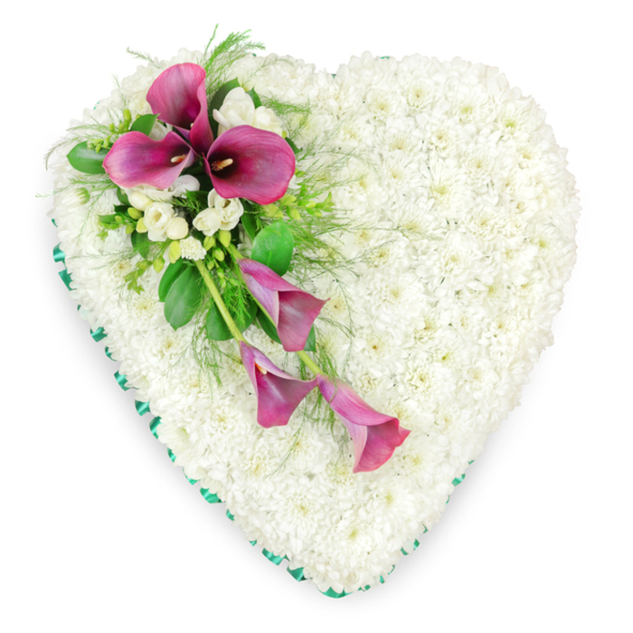 In this detailed overhead image, a generous heart-shaped funeral tribute is displayed against a spotless white background, allowing every nuance of the floristry to stand out with clarity. The entire heart is carpeted in hundreds of pristine white spray chrysanthemums, each petite bloom carefully nestled so close to its neighbours that they form a seamless, cushion-like surface. Their petals create a subtle, velvety texture that embodies innocence, reverence, and a sense of calm that might echo the tranquillity of an early morning in Tufnell Park's residential streets. Around the perimeter of the heart, a continuous band of emerald green satin ribbon has been expertly pleated, framing the white chrysanthemum base with a clean, polished edge and adding a gentle contrast that feels both natural and formal. The most striking feature of the design is the diagonal spray of deep magenta and fuchsia-pink calla lilies that stretches from the upper left arc of the heart, gently sweeping down towards the lower centre. Two or three of these calla lilies are fully open at the top of the spray, their sculpted, trumpet-like spathes and dark central spadices offering depth and drama, while additional blooms curve downwards, slightly more slender and partially unfurled, lending a graceful sense of movement. Interwoven with the lilies are clusters of small, white freesia or similar lightly scented blossoms, their delicate petals and airy form softening the bold colour of the callas. Lush greenery - including feathery ferns and broader, glossy foliage - fans out around the feature spray, adding dimension and a garden-fresh feel reminiscent of local green corners around Campdale Road. Thoughtfully designed for a funeral or memorial service in and around Tufnell Park, this white and pink floral heart serves as a deeply personal symbol of love, remembrance, and heartfelt condolence.