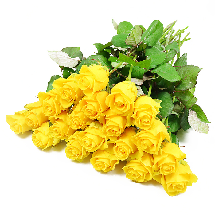 In this carefully composed photograph, a loose yet intentional bouquet of approximately two dozen yellow roses stretches across a spotless white background, creating a striking contrast that draws full attention to the flowers. The roses themselves vary in openness: some are still tight and compact, like small golden knots of promise, while others have begun to unfurl, revealing their layered petals in soft spirals of lemon and richer amber tones. Their colour evokes early morning sunshine over Tufnell Park's tree-lined streets, bringing a sense of gentle brightness rather than bold celebration. Surrounding the blooms, glossy dark green leaves form a protective collar, with occasional lighter green highlights where the foliage catches the light or turns at a slight angle. The stems are gathered loosely at one end, their natural curves and pale green hues visible, suggesting the bouquet has just been lifted from a florist's bench on Fortess Road or nearby and set down for a moment of quiet reflection. The absence of a vase or additional decorations focuses the mood on sincerity and simplicity, ideal for a sympathy bouquet that offers comfort without overwhelming. There is a hushed stillness in the way the roses are arranged, as though they have been placed with care in memory of someone cherished. Their warm tone hints at shared laughter and fond recollections, making this image feel like an understated yet heartfelt expression of condolence and support during a time of loss.