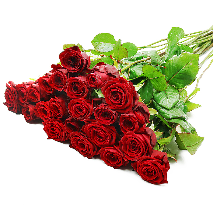 A generous bouquet of freshly cut red roses dominates the frame, laid at a slight diagonal against a flawless white background so that the blooms gather in a sumptuous cluster to the lower left, while the slender stems trail away to the upper right. The roses number roughly two to three dozen, forming a dense, almost sculptural arrangement of deep crimson heads that touch and overlap, creating a feeling of abundance and indulgence. Each flower is captured at its prime, with velvety petals tightly layered in the centre and gradually loosening as they spiral outward, producing the iconic, full-bodied rose shape associated with heartfelt romance. The colour is a rich, saturated red that calls to mind classic Valentine's roses, intensified by clean, even lighting that brings out the natural sheen and subtle shadows in every fold. Nestled amongst the blooms are glossy, dark green leaves, their smooth surfaces and gently serrated edges adding texture and a fresh, garden-like quality. The long stems stretch back in an orderly fan, showing a few faint thorns that hint at the roses' natural origin and recent cutting. The overall impression is of a luxurious, hand-tied bouquet ready to be carried through Tufnell Park's quiet residential streets, perhaps on the way to a surprise proposal near Tufnell Park Gardens or a candlelit dinner just off Junction Road. It is an image that embodies deep affection and timeless elegance, ideal for celebrating anniversaries, romantic milestones, or any moment when someone in Tufnell Park deserves a truly classic gesture of love delivered straight to their door.