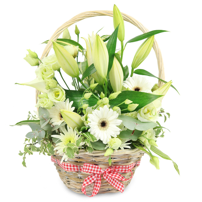 In this image, a charming anniversary flower basket sits centred against a plain white backdrop, allowing its soft whites and greens to stand out clearly, as if displayed in a boutique florist just off Tufnell Park Road. The basket is made from light tan wicker, tightly woven for strength yet rustic in appearance, with a rounded handle rising gracefully above the arrangement. At the front, a red and white gingham ribbon is tied into a crisp bow, its check pattern lending a cosy, kitchen-table warmth that contrasts beautifully with the refined flowers. Inside, the design is dominated by tall lily stems, their buds creamy white with hints of pale green at the tips. Some buds remain tightly closed, others just beginning to open, suggesting a bouquet that will continue to evolve after delivery to homes around Dalmeny Road or Lady Somerset Road. Between the lilies, white Gerbera daisies present open, circular faces, each centred with a dark brown or nearly black disk that provides striking contrast and a sense of depth. Smaller lisianthus blooms, in shades of soft white and very light green, are scattered throughout, their ruffled petals adding a cloud-like fullness. A single sleek white calla lily curves outward, its trumpet shape giving a contemporary twist to the traditional basket. Filling the spaces are small, spiky chrysanthemum-type blossoms in white and green, adding texture and movement. The flowers are underpinned by abundant foliage: broad, glossy dark green leaves, silvery-blue eucalyptus rounds, and touches of variegated greenery. Together they create a fresh, airy arrangement that conveys purity, tranquillity, and quiet celebration, ideal for marking an anniversary or special moment with a local delivery across Tufnell Park and the neighbouring streets.