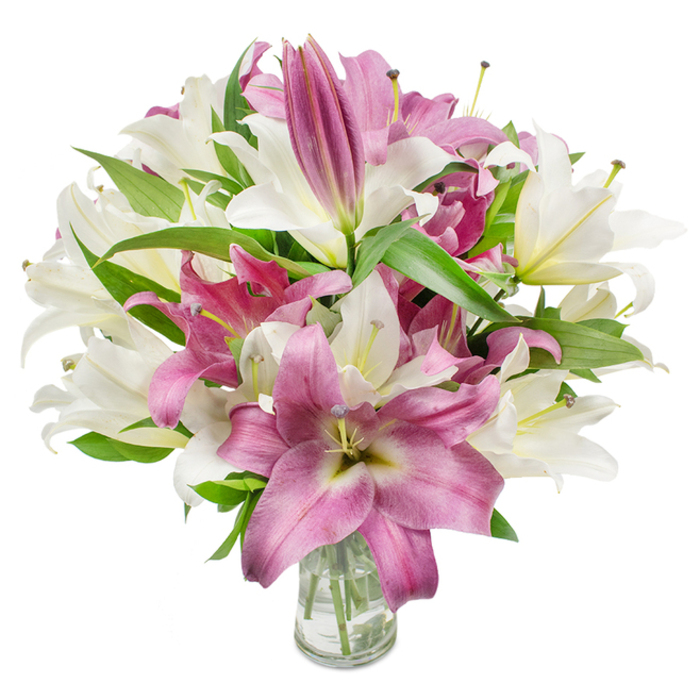 A full, meticulously arranged cluster of oriental lilies occupies the frame, arranged with botanical sensitivity in a simple clear glass vase set against a bright white background. The bouquet showcases a deliberate contrast: creamy off-white lilies with soft yellow-green throats sit beside rich pink-to-fuchsia flowers whose velvety petals sometimes reveal faint veins or a pale central wash. Many blossoms are open, their trumpet-like forms and outward-curving petals exposing slender filaments and pollen-dusted anthers, while others remain as compact, tapered buds at the composition's perimeter-an honest sign of fresh, recently cut stems. Dark green, lance-shaped foliage is threaded throughout, its sleek texture and pointed leaves shaping the bouquet's silhouette and amplifying the petals' colours. The vase, visible at the bottom centre, is transparent and utilitarian, offering a clear view of the submerged stems and clean water that sustain the arrangement. Bright, even illumination highlights the subtle creases and satiny sheens of the petals, creating crisp contrast between highlights and soft shadow that enhances depth without dramatic flair. This is a bouquet that speaks to refined taste-appropriate for celebratory occasions, a graceful sympathy gift, or to bring quiet elegance to a Tufnell Park flat after a walk past the tube; its composition demonstrates the practical craftsmanship local customers expect, and the tactile scent of lilies lends an unobtrusive, lingering warmth to any room.