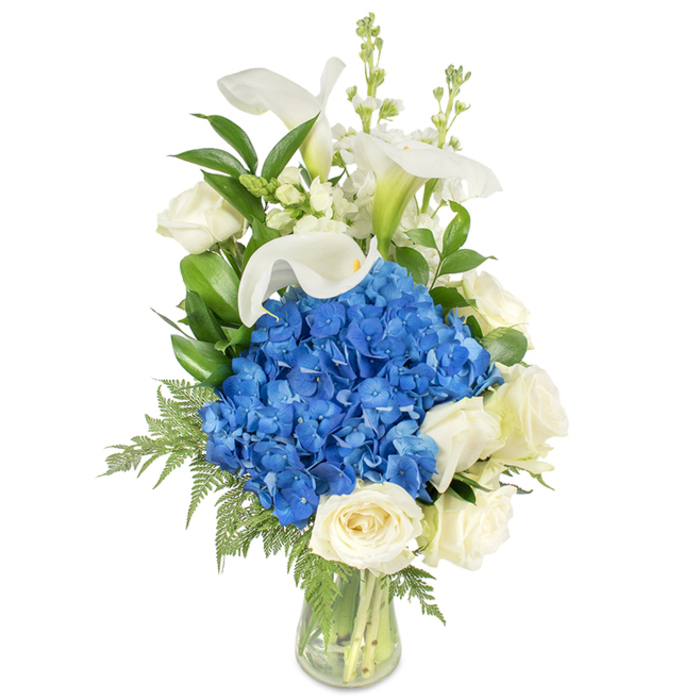 This elegant, vertically composed arrangement presents a bold blue-and-white palette with a measured, almost architectural poise. At the centre sits a voluminous cluster of vivid blue hydrangeas whose multi-petalled heads read as a soft, tactile mass-cool to the eye and richly textured. Encircling the lower portion are several full-bodied, creamy white roses whose dense, velvety petals offer a traditional softness that warms the composition and invites close inspection. Above and threading through the hydrangea crown, white calla lilies arch with serene simplicity; each trumpet-like bloom is smooth and reflective, adding a refined, upward line and a quiet sculptural detail. Narrow spikes of white snapdragon or similar filler emerge from the upper zones, contributing vertical interest and a delicate, lacy finish. The greens-broad, glossy leaves and light, feathery fern fronds-build depth and provide a verdant backdrop that highlights the blue and white contrast. The bouquet is arranged in a clear tapered glass vase, the water fresh and the cut stems cleanly aligned, visible through the transparency, which underscores careful craftsmanship. Bathed in neutral studio light against a white background, the arrangement radiates calm dignity: suitable for memorial settings, subdued celebrations, or as an elevated floral gift for anniversaries or milestone birthdays. Picture it placed in a serene corner of a Tufnell Park sitting room near Junction Road; its presence is quietly authoritative, a statement of composed taste and considered floral skill.