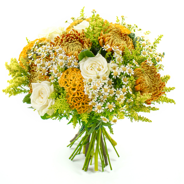 A full, domed bouquet of seasonal flowers is presented upright against a pure white background, its colours and textures evoking the quiet richness of an autumn day in Tufnell Park. Dominating the design are several large chrysanthemums in glowing tones of golden yellow, burnt sienna, and warm ochre, their narrow, radiating petals densely layered to create a plush, almost cushion-like surface. These bolder blooms form the core of the arrangement, giving it a sense of depth and structure. Tucked among them are refined cream-white roses, each bud opening in concentric spirals that feel timelessly elegant; their smooth, cool-toned petals offer a gentle counterpoint to the earthier chrysanthemum shades. Adding a distinctive accent are multiple yellow-orange celosia blooms in classic cockscomb form, their velvety, rippling ridges resembling coral or folded fabric, introducing a sculptural, touchable quality that stands out against the more familiar flower shapes. Threaded throughout the bouquet, delicate white daisy-like flowers with bright yellow centres-reminiscent of feverfew or chamomile-create a light, airy halo, softening the edges and suggesting the informal charm of a walk past local gardens off Fortess Road. Surrounding and supporting the flowers, abundant lime-green solidago and other fresh greenery spill outward, their feathery plumes and varied leaves creating a vivid, verdant frame that lifts the brighter blooms and enhances their contrast against the neutral background. The stems are carefully grouped and bound at the base with green florist's tape, revealing the craftsmanship of an experienced florist used to preparing bouquets for home delivery across Tufnell Park and Gospel Oak. The composition radiates warmth, gratitude, and natural beauty, well-suited for marking birthdays, saying thank you, or simply bringing the cosy glow of the season indoors to a flat overlooking the local park.