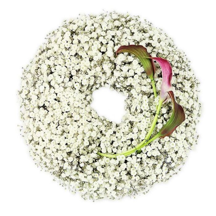 The photograph shows a meticulously crafted circular wreath, photographed from above so that every detail of the flowers can be clearly seen against a seamless white background. The wreath itself is almost entirely made from white Baby's Breath, the tiny Gypsophila blooms clustered so tightly together that they create a fluffy, cloud-like ring that looks soft to the touch. The texture is intricate, thousands of minuscule blossoms and fine stems overlapping to build a dense, snowy halo. Within the ring, the centre remains open and perfectly round, offering a contrasting space of calm emptiness. Nestled into the lower right section of the wreath are two striking Calla Lilies, arranged as a deliberate, asymmetrical accent. Their elegant, funnel-shaped flowers showcase a deep, velvety burgundy tone at the flared tips, warming through magenta before blending into olive and fresh green where the petals roll back. The lilies' sleek green stems arc gently upward and then inward, disappearing smoothly into the mass of Baby's Breath, as though they have grown naturally out of the wreath rather than being added afterward. The design looks modern yet timeless, well suited as a funeral wreath for a chapel or crematorium serving families from Tufnell Park, Gospel Oak, and nearby neighbourhoods. The overall mood is one of serene remembrance: the white Gypsophila suggesting purity and everlasting affection, while the dark Calla Lilies add depth, dignity, and a quiet note of sorrow that feels honest but not overwhelming.