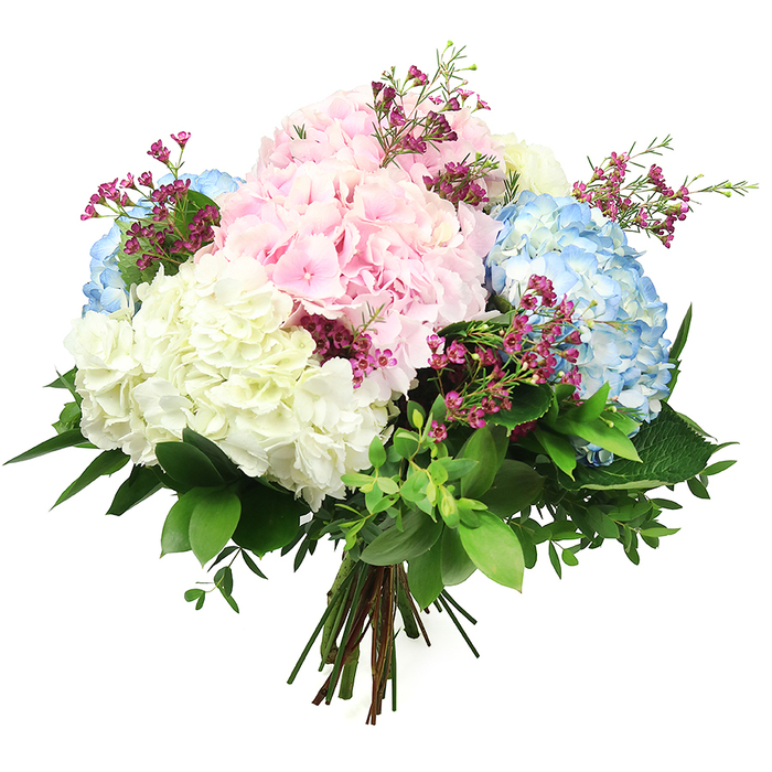 This photograph shows a lush, hand-tied hydrangea bouquet set against a bright white background, the simplicity of the setting allowing the colours and textures to speak for themselves. Voluminous, globe-shaped hydrangea heads in soft pastel tones dominate the arrangement, their petals forming dense clusters that look as though you could sink your hands into them. There are tender baby pink blooms, serene sky blue flowers, and luminous creamy white clusters, each shade blending seamlessly into the next so the bouquet feels calm, balanced, and harmonious. Interspersed among these generous hydrangea domes are slender stems tipped with tiny magenta or deep fuchsia blossoms, similar to waxflowers, which scatter little bursts of bold colour throughout the design and introduce an airy, almost whimsical note. A rich base of greenery frames and supports the blooms, combining broad, glossy dark green leaves with finer, more delicate foliage that peeks out from between the larger heads, adding depth and a sense of natural movement. The stems are gathered neatly in the florist's hand and tied at the base, creating a rounded, symmetrical shape that looks ready to be placed into a favourite jug in a Tufnell Park home or on a café table along Tufnell Park Road. The lighting is soft and even, with no harsh shadows, giving each petal and leaf a gentle clarity that enhances the bouquet's fresh, just-arrived-from-the-florist appearance. The overall mood is one of quiet celebration and thoughtful beauty, suitable for marking new beginnings, offering sympathy, or simply bringing a touch of pastel serenity indoors.