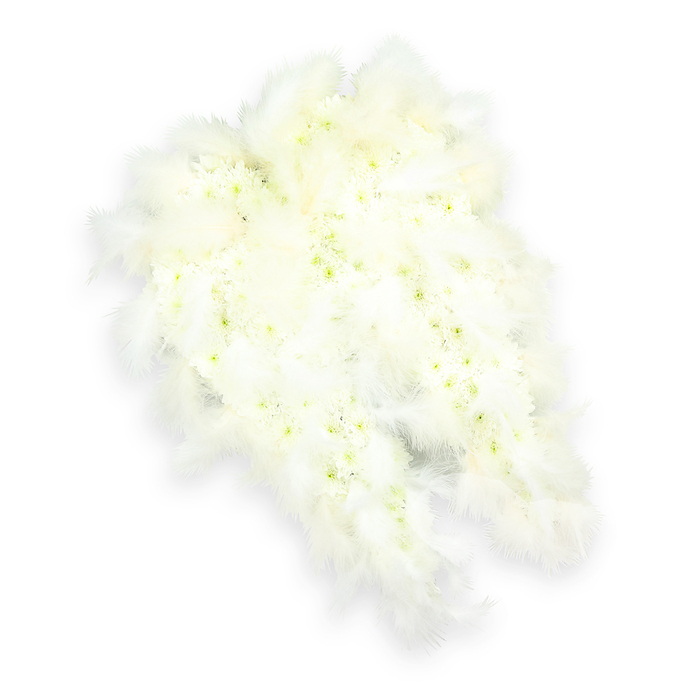 A beautifully detailed pair of angel wings, created as a funeral tribute, stands out in luminous white against a spotless white backdrop, the entire composition radiating calm and reverence. Each wing is carefully built from a dense mass of small white blooms-mainly chrysanthemums and delicate spray carnations-so tightly arranged that almost no gaps in the floral surface are visible. These blossoms overlap like soft scales, giving the wings a velvety, cushion-like texture that suggests both strength and tenderness. Tiny centres of pale green and light yellow within many of the flowers provide gentle variation, echoing the muted tones of early spring buds you might notice in local gardens around Tufnell Park Fields. Along the outer edges and sweeping tips, a flourish of airy white feathers extends outward, their wispy strands softening the defined floral core. The feathers appear light and ethereal, reminiscent of down caught in still air, reinforcing the sense of an angelic, protective presence. A faint drop shadow beneath the arrangement subtly lifts the wings from the background, adding depth and helping the carefully shaped silhouette stand out. This tribute feels especially suited to a quiet farewell in the Tufnell Park area-perhaps placed in a chapel off Junction Road or delivered to a family home on a residential street near the station-where families gather to remember a loved one. The complete absence of bold colour allows viewers to focus solely on the symbolism: innocence, spiritual ascent, and the enduring hope that a gentle, watchful spirit remains close, cradling those left behind in a soft, unseen embrace.