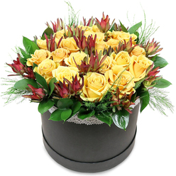 A contemporary black hatbox overflows with rich yellow roses, the blooms gathered so closely that they form a rounded carpet of colour, like a pocket of sunshine brought indoors on an overcast day in Tufnell Park. Each rose shows off its character: some tight at the centre, others fully open with soft, velvety petals curling outward, creating gentle shadows that give the arrangement depth. Nestled among this golden cluster are striking stems of Leucadendron, their elongated, tapered bracts shaded in deep burgundy and brick red, with hints of olive green at the base. They rise slightly above and between the roses, adding a sculptural edge and an unexpected, almost woodland texture that balances the sweetness of the blooms. Around the lower edge, lush foliage in deep, glossy green wraps the design, leaves overlapping like small shields. Light, wispy sprigs of fine green filler break the line, extending just beyond the hatbox rim to lend movement and a touch of natural looseness, as though the bouquet has just been gathered from a garden. A narrow trim of white lace runs around the top of the box, providing a romantic frame between the dark container and the explosion of colour above. The hatbox itself has a smooth, slightly satin finish, anchoring the arrangement with understated elegance. Against the simple white backdrop, every hue and texture is clearly defined, from the glow of the petals to the velvety depth of the Leucadendron. It feels like a thoughtfully crafted gift, ideal for same-day delivery to a flat off Junction Road, a cosy café near Tufnell Park Fields, or an office along Holloway Road in need of a cheerful focal point.