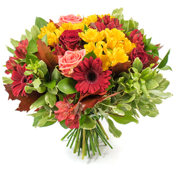 Set against a stark white backdrop, this hand-tied autumn bouquet reads like a small, seasonal landscape: dense, rounded and intentionally abundant. Dominating the view are rich, velvety red roses and deep crimson Gerbera daisies whose broad petals and slightly darker centers create strong focal points. Interwoven through that red heart are plentiful sprays of bright yellow chrysanthemum-like blooms that bring lively texture and a sunny contrast, while coral-pink roses and blush garden-rose accents nod to softness and romance. Orange-red alstroemeria with subtle speckling and slender petals add a starry, almost playful rhythm to the silhouette, catching the light at different angles. A variety of foliage - from glossy, deep green leaves to lighter, more textured greens - provides volume and a fresh backdrop; several large, lobed leaves in reddish-brown and bronze tones are deliberately placed to reinforce the bouquet's autumn identity. The stems are visible and gathered in a professional hand-tied style, forming a neat base on the white surface that feels both rustic and refined. The scent is imagined as a gentle rose perfume warmed by earthier, green notes; the petals seem soft under a morning light. As a florist working in Tufnell Park, I picture this arrangement on a communal dining table for harvest gatherings or as a thoughtful gift delivered to nearby Dartmouth Park or along Tufnell Park Road, offering seasonal warmth and handcrafted presence.