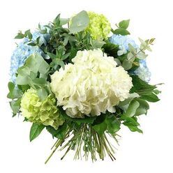 A generous hydrangea bouquet fills the frame, set against a crisp white background that echoes the clean, airy interiors of many Tufnell Park townhouses. The eye is immediately drawn to a large, rounded cluster of creamy white hydrangeas at the heart of the arrangement, its myriad tiny petals packed tightly together to create a soft, cloud-like centre that feels tranquil and serene. Around this focal bloom, several full heads of sky-blue hydrangeas rise gently, positioned toward the upper edges so their pastel blue tones wash over the composition like cool light drifting down from an open skylight on a quiet side street off Fortess Road. Nestled between them are fresh, pale lime-green hydrangea clusters, adding a zesty note that suggests early spring foliage in local front gardens and courtyards. The flowers are embraced by a rich collar of mixed greenery: rounded eucalyptus leaves in silvery sage provide a cool, almost velvety look, while darker green foliage with smooth, slightly pointed leaves anchors the design with more traditional depth. Every leaf seems intentionally placed, some peeking from behind blooms, others arching gently outward to create a relaxed yet polished shape. The bouquet is clearly hand-tied, with a neat bundle of straight green stems visible at the bottom, ready to be trimmed and placed into a favourite jug or vase in a Tufnell Park flat. The lighting is bright but soft, revealing delicate colour shifts in each petal and a faint suggestion of texture, as if you could almost feel the ruffled edges under your fingertips. This arrangement evokes a mood of quiet celebration, ideal for a thoughtful thank-you, a gentle sympathy gesture, or to bring a calm, refreshing presence to a local home or studio.