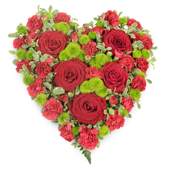 A lovingly crafted heart-shaped funeral tribute dominates the image, floating against a plain white background so that every detail of the flowers can be clearly imagined. The entire heart is composed of rich red and vivid green blooms packed tightly together, creating a lush, full surface with no spaces in between. Several prominent deep red roses, fully open yet still structured, serve as the emotional anchors of the piece, their velvety petals curled inward like secret thoughts of love and memory. Around them, countless smaller red carnations and mini carnations build up a dense, cushion-like texture, their frilled edges giving the heart a soft, almost cloud-like feel despite the intensity of the colour. Interspersed throughout, clusters of lime-green button chrysanthemums sparkle like fresh spring leaves, each one a perfect rounded button that breaks up the red and adds a sense of renewal and gentle hope. The border is subtly defined with variegated pittosporum foliage, the leaves edged in creamy white to highlight the heart shape without overpowering the flowers themselves. At the tapered bottom point of the heart, a few graceful fern fronds reach outward, suggesting a natural, woodland touch amid the formality of the tribute. The overall impression is of a carefully balanced design created by an experienced florist in Tufnell Park, perhaps destined for a service at a local chapel or a farewell gathering after a walk through nearby parks and quiet streets. The heart's combination of bold colour and tender texture conveys deep affection, sympathy, and respect for a loved one's life.