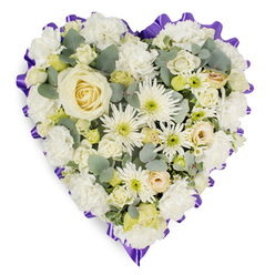 A softly luminous heart-shaped floral tribute is shown against a clean white background, its design evoking the hush of an early service at a local chapel in Tufnell Park. The heart is packed edge to edge with a serene blend of white and cream blooms, creating a cushioned effect that looks both tender and reassuring. At the centre, a single creamy white rose opens in perfect symmetry, each petal curling gently outward as if cradling a private memory. Surrounding it, fluffy white carnations form a cloud-like layer, their ruffled petals overlapping in soft waves, while white spider chrysanthemums and daisy-style flowers introduce fine, spiky textures and tiny pale green centres that quietly brighten the arrangement. Scattered between these are smaller cream roses and delicate buds, some with the faintest hint of buttery yellow, adding depth and a sense of natural growth rather than rigid formality. Wisps of blue-green eucalyptus foliage weave through the blooms, their cool-toned leaves suggesting soft movement and adding a subtle woodland fragrance you might associate with walks down Tufnell Park Road on a crisp day. Defining the heart shape is a richly coloured purple ribbon, gathered into gentle pleats around the edge so that it forms a striking but respectful frame. The deep violet border intensifies the purity of the white flowers, conveying reverence and quiet strength. Crafted in a style often requested for funerals and memorials in and around Holloway, this floral heart expresses sympathy in a way that feels personal and thoughtful, a gentle emblem of comfort, remembrance, and lasting love.