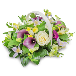 In this detailed image, a refined funeral basket arrangement is carefully presented on a clean white surface, set against a seamless white backdrop that allows every hue and texture to be clearly appreciated. The off-white woven basket, with its prominent curved handle arching protectively over the flowers, feels both traditional and comforting, like something lovingly carried to a farewell gathering in Tufnell Park. At the heart of the composition sits a single creamy white rose, its tightly layered petals curling inward in a serene spiral, symbolising purity and remembrance. Framing this rose, two deep purple calla lilies rise with graceful, trumpet-like forms, their sleek, slightly glossy petals creating a striking contrast and adding a touch of modern elegance to the tribute. Threaded throughout are soft lavender and pale lilac clematis-style blooms, their star-shaped petals and soft yellow centres lending a delicate, almost ethereal lightness to the design. Clusters of small yellow and white blossoms, reminiscent of freesia or alstroemeria, introduce gentle brightness, suggesting gratitude and the cherished warmth of shared memories. On the right, a single magenta gerbera-type flower emerges, its bold colour and radiating petals representing a vivid, personal note within the calm arrangement. All of these blooms are nestled into a generous bed of glossy dark green leaves and finer, lighter green sprigs, building a rounded, lush profile that feels thoughtfully balanced. A soft shadow beneath the basket anchors the piece, giving the sense that this floral tribute could be resting on a table in a quiet front room off Junction Road, ready for local funeral flower delivery, bringing solace, respect, and a touch of natural beauty to a time of mourning.