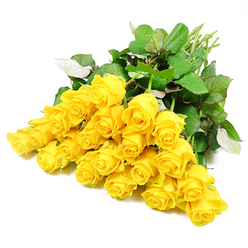A softly lit studio image captures a generous cluster of long-stemmed yellow roses, placed against a pristine white background so their colour seems to shine even more brightly. Around twenty-four blooms are gathered together, their petals unfolding from tight spirals into gentle, cupped shapes that suggest both fragility and quiet strength. The yellow is vivid yet soothing - a sunlit shade that feels like the first clear morning after difficult news, bringing a moment of calm. Each flower is cradled by rich, dark green foliage, the leaves layered and textured, with a few paler veins and undersides subtly visible where they overlap. The stems are aligned and extending off to one side, hinting at a freshly made bouquet just finished on a workbench in a Tufnell Park flower shop, ready to be carried along Junction Road or delivered to a family in need of a thoughtful tribute. The composition is simple but deeply intentional: no vase, no ribbon, no distraction, only the roses themselves offering their quiet message. In this arrangement, yellow feels less like celebration and more like gentle reassurance - a bouquet that might rest beside a photograph or on a windowsill, reminding those who are grieving that the memory of a loved one is held in light, not only in sorrow. The overall effect is peaceful, respectful, and full of unspoken care.