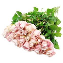 A generous cluster of approximately two dozen long-stemmed roses rests in a loose diagonal sweep across a flawless white background, as if it has just been laid down with care on a polished table in a quiet Tufnell Park home. The roses are all in shades of pale blush pink, with some petals leaning towards a muted dusty rose and others holding a cooler, almost lavender undertone in the shaded recesses of their spirals. Many of the blooms remain tightly furled, their petals wrapped in orderly whorls, while a handful are more open, revealing their layered hearts and a suggestion of softness at the centre. The smooth, velvety petals catch the soft, even light, which highlights the subtle ripples at the edges and the natural variation in colour from base to tip. Behind the flowers, an abundance of deep green leaves and strong stems forms a textured backdrop, their rich pigment standing out crisply against the white space and echoing the lush greenery of nearby Hampstead Heath. The gathered stems angle towards the upper right of the frame, giving the composition a gentle sense of movement and direction without disturbing its overall serenity. There is no vase or ribbon, only the pure simplicity of fresh roses and foliage, which lends the bouquet a natural, unforced beauty. This image conveys a mood of quiet reflection and tender remembrance, well suited to sympathy tributes sent from local florists in Tufnell Park to bring solace, express heartfelt condolences, and offer a peaceful, living gesture when words feel difficult.