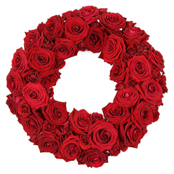 Imagine stepping into a sunlit corner of Flowers Tufnell Park near Fortess Road, where a wreath of deep red roses greets you in a pristine studio. The circular form is densely packed, with large open blooms and velvet petals alternating with smaller, tightly curled buds to build a rich, crimson tapestry. The petals cascade in soft folds, each layered edge catching a gentle sheen that highlights the flowers' luxurious texture. Set against a pure white backdrop, the wreath radiates warmth and respect, its presence both romantic and reverent. This is a design that speaks of devotion, remembrance, and celebration in equal measure, crafted by a local florist who understands the language of a crowd-pleasing gesture as well as a solemn tribute. Available for same-day delivery across Tufnell Park and nearby Camden towns, through Flowers Tufnell Park, so families and neighbours can convey heartfelt sentiment with a single, thoughtfully arranged bouquet of red roses.