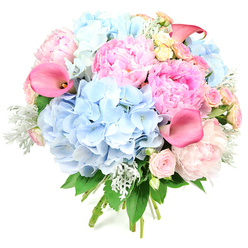Captured against a bright, plain white backdrop, this round bouquet appears almost to glow with soft spring light, its pastel tones and rich textures perfectly balanced. Voluminous heads of sky-blue hydrangeas form the foundation, each tiny petal contributing to a plush, cloud-like effect that anchors the design. Interlaced with these are lush peonies in multiple shades of pink, from whisper-soft blush to a more confident candyfloss hue, their densely layered petals creating a sense of movement and fullness. Rising elegantly among the rounded forms are several coral-pink calla lilies, their smooth, fluted trumpets arching with quiet drama and adding a contemporary note to the otherwise classical palette. Dotted throughout, small roses in soft blush and pale buttery cream introduce delicate accents, like little pockets of light between the larger, more opulent blooms. The bouquet is framed and cooled by silvery-green dusty miller, its velvety leaves contrasting with the glossy darker greenery of the other stems. All the flowers are gathered into a compact, hand-tied form, the bound stems just visible at the base, suggesting a design finished moments ago on a florist's bench. The arrangement feels joyful yet composed, reminiscent of a walk through Tufnell Park's quiet residential streets in late spring, when front gardens along Junction Road are overflowing with colour. This is the sort of bouquet that could sit proudly on a dining table in a Victorian terrace near Dartmouth Park, marking a birthday, engagement, or new home, while exuding freshness, affection, and a subtle air of celebration.