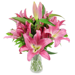 Carefully arranged and photographed on a white studio field, this bouquet of pink oriental lilies stands tall in a clear glass vase, the visual story centred on lavish, fully opened blooms and a handful of promising buds. The lilies present a saturated palette of fuchsia and rosy pink: each six-petalled flower opens into a broad, star-like face whose petals curl back gently, graduating from deeper pink at the tips to a softer, creamy-green throat. Those throats glow chartreuse-yellow at the base before melting into pale cream, and prominent dark burgundy stamens, heavy with pollen, punctuate each bloom with dramatic contrast. Sprinkled through the head of flowers are several elongated buds-some slim and pale, others richer in tone with green-tipped ends-suggesting days of unfolding colour. Robust, lance-shaped leaves in deep green weave between the stems, their glossy surfaces and vertical lines lending structure and a lush backdrop to the vivid pinks. The clear vase reveals trimmed green stems and crystal water, a small, honest detail that signals freshness and care. Soft, even studio lighting casts delicate highlights across the waxy petals and enhances the sense of depth. As a Tufnell Park florist would note, this is the kind of bouquet that suits many moments: a joyful birthday present, a sincere thank-you, a brightening touch for a home by Dartmouth Park, or a tender sympathy arrangement delivered around Fortess Road. For anyone seeking a long-lasting, fragrant focal piece, the arrangement balances spontaneity and refinement with the reassuring promise of lilies yet to open.