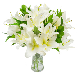 A refined, abundant cluster of white lilies is artfully gathered into a transparent glass vase and photographed against a pristine white background, every detail speaking of freshness and considered craft. The lilies themselves display multiple broad, gently curved petals-each a clear, bright white-while a pale cream to greenish-yellow hue deepens near the floral throat, softening the composition and giving the eye a warm center to rest upon. Many blossoms are fully open, their six petals arranged like graceful trumpets; others are in earlier stages, hinting at further unfolding and life. Slender stamens protrude with pale greenish-yellow filaments and rich brown anthers, fine as calligraphy against silk-like petals. Interspersed throughout the bouquet are long, glossy green leaves-sturdy lance-shaped foliage that provides structure, contrast, and a natural sense of abundance. The glass vase, with a gently flared neck and solid base, holds clear water in which the pale green stems sit, visible and neatly trimmed, catching soft reflections of the nearby light. The scent is suggested as a delicate, clean perfume-fresh, floral, quietly uplifting. As a florist who knows the calm corners around Fortess Road and the local homes of Tufnell Park, I imagine this arrangement bringing solace at a memorial table or elegant restraint to a refined living room. Flowers Tufnell Park prepares bouquets like this when clients ask for purity, dignity, and a touch of tranquil beauty.