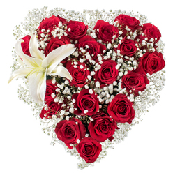 Presented against a crisp white background, this heart-shaped arrangement is a study in romantic contrast-countless velvety red roses form the rich, sculpted core while fine sprays of white baby's breath (Gypsophila) thread through and soften the outline like morning mist. The roses show varied stages of bloom, their petals folding and unfolding with a tactile, velveteen depth that catches the light differently across the heart, producing small pockets of shadow and glow. In the upper-left curve a single, majestic white lily opens with expansive, smooth petals that carry a whisper of creamy yellow toward its center; its yellow stamens give a calm, luminous accent against the dramatic reds. The lily's waxy texture offsets the roses' plush softness, and the airy gypsophila provides delicate visual breathing room between denser clusters. As a local florist working around Tufnell Park and Dartmouth Park, I imagine this bouquet arriving to a nearby flat off Fortess Road or brightening a table at a café near Junction Road-the scent is an intimate blend of rose sweetness and the cool floral green of lily. Crafted with attention to proportion and emotional expression, this heart arrangement is meant to convey deep affection, apology, or remembrance with understated elegance. Flowers Tufnell Park prepares such designs with local sensibility, aiming for balance, freshness, and a composition that reads clearly at a distance yet rewards close, tactile inspection by the recipient.