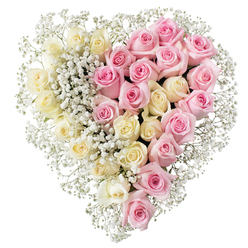 A full, luxurious heart of roses fills the frame, set cleanly against a bright white background so that every petal and curve can be imagined with ease. The heart is divided with deliberate precision down the middle, yet the two halves seem to lean into one another, like two hands joined. On the left, a generous mass of creamy white to very pale yellow roses creates a calm, almost glowing side of the heart; each rose is tightly packed, the petals gently curling outward, buttery-soft and smooth to the touch. On the right, the same abundance is echoed in medium pink roses, their colour suggesting gentle affection and gratitude, the blooms in perfect, open form without any sign of bruising. Woven throughout both sides are airy tufts of white baby's breath, their tiny blossoms clustering in soft clouds that trace the outer edge and the central line, giving a feeling of lightness and a hint of meadow-like fragrance. The composition is simple but eloquent, like the thoughtful tributes you might see delivered to a quiet funeral gathering in Tufnell Park or near the green calm of Hampstead Heath. There is no vase or ribbon, just the pure language of flowers shaped into a clear heart, ideal for laying beside a casket, placing at a memorial, or sending on behalf of family from the surrounding streets of Archway and Gospel Oak. The design speaks of remembrance, unity, and a love that holds steady even in farewell.