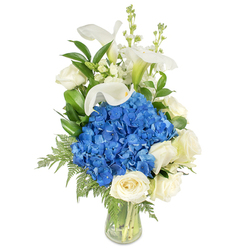 Standing tall in a simple clear glass vase, this composed floral design centres on a dense, luminous cluster of deep blue hydrangeas whose cushion-like heads provide an immediate cool focal point. Creamy white roses surround and support the hydrangeas, their soft, layered petals unfolding like a gentle promise and adding a warm, tactile counterpoint to the blue. Rising above the main cluster, several pristine white calla lilies draw the eye upward with their smooth, trumpet-shaped blooms and subtle green shoulders, lending refined height and sculptural grace. Sprays of narrow, vertical white snapdragon or stock blooms thread through the top of the arrangement, introducing a delicate architectural accent and a slightly whimsical cadence. Throughout, varied green foliage - glossy broad leaves and feathery fern fronds - supplies contrast and natural movement, the leaves catching soft light and the ferns trailing with a slightly wild, garden-picked air. The transparent vase reveals fresh-cut stems and clean water, emphasising the florist's careful construction. Crafted with an understanding of quiet, respectful colour, this bouquet feels ideal for sympathy and remembrance but equally suited to marking an anniversary or as a tasteful centrepiece for a small gathering. Locally made and available for considered delivery across Tufnell Park and neighbouring Dartmouth Park, this arrangement is the kind of composed, elegant gift we prepare at Flowers Tufnell Park with attention to texture, scent, and seasonal freshness.