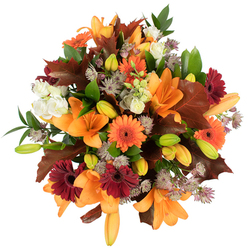 A vibrant, highly textured overhead view of a fall arrangement that celebrates the season's warmth and generosity. The eye is immediately drawn to broad, open orange Asiatic lilies, their trumpet-like petals glowing in saturated tangerine and soft apricot, surrounded by many tightly furled buds in pale orange and green that promise unfolding life. Bright orange Gerbera daisies pair with sumptuous burgundy gerberas to create a lively contrast-each daisy's ray-like petals forming cheerful, sunlit circles among darker, grounding blooms. Scattered throughout are clusters of creamy white lisianthus or mini roses, their ruffled layers softening the bold palette, and filigreed Astrantia in muted purple and lavender, whose starry clusters lend delicate texture and air. The florist's hand is visible in the placement of large, deeply lobed reddish-brown leaves-autumnal anchors that mimic fallen oak or maple-balanced by fresh green foliage that breathes through the dense composition. Brightly lit against a pristine white backdrop, the arrangement's colours are vivid and true, the textures richly detailed from petal to stem. This bouquet feels like a walk through a neighbourhood in harvest: warm, celebratory, and full-bodied, ideal for seasonal centrepieces, heartfelt thank-you gestures, or a housewarming gift that brings the scent of late-season blooms and the tactile comfort of crisp leaves indoors.