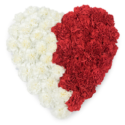 A carefully composed overhead view of a large heart-shaped floral tribute, assembled entirely from fresh carnations and photographed against a bright white field. The left half is a calm expanse of creamy-white carnations, their frilled, ruffled petals layered densely to create a soft, tactile surface that suggests gentle consolation. Opposite, the right half is a bold sweep of deep red carnations whose crinkled petals and compact bloom heads deliver warmth and intensity; the two halves meet along a deliberately irregular vertical line that gives the heart a handcrafted, organic feel. The lighting is soft and diffuse, picked up on the petal edges to emphasise texture and depth rather than gloss, so you can almost imagine the subtle, powdery scent of fresh carnations. As an experienced florist in Tufnell Park I picture this design placed at a remembrance service near the tube or brought to a private home on Fortess Road - a composition that reads as both intimate and formal. Flowers Tufnell Park prepares pieces like this with attention to longevity and balance, making them appropriate for farewells, anniversary memorials, or heartfelt celebrations of partnership. The restrained white-to-red palette also carries cultural undertones, useful for civic events or gatherings where national colours resonate, while the overall heart shape keeps the sentiment personal. The arrangement's craftsmanship, from the precise petal placement to the clean outer contour, is intended to comfort the eye and the heart in equal measure, whether delivered across Tufnell Park or collected from the studio nearby.