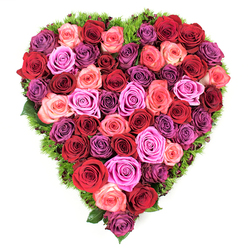 From an overhead perspective this heart-shaped creation reads like a carefully composed tapestry of roses, every bloom placed to form a continuous, petal-dense surface that fills the silhouette edge to edge. The colour story moves with intent: grounding maroons and deep crimsons provide a base of solemn richness, while classic reds bring a direct, heart-stirring note. Interwoven are blush pinks and coral tones that soften the overall pulse, contrasted by bold fuchsia and magenta accents which catch the eye, and cooler threads of lavender, mauve and deep plum that add layered dimension. The blooms are fully open yet sturdy, their velvety petals layered in tight rosettes that imply freshness and tactile comfort. A slim border of dark, fine greenery - almost fern-like or a mossy cushion - trims the heart and allows the roses to sit like jewels upon a green velvet stage, the verdant fringe lightly visible between blooms. The bouquet carries a gentle scent, floral and warm, a reminder of markets and garden stalls around Fortess Road and Dartmouth Park, and it conveys a sentiment that can be celebratory or consoling. As a local florist I arrange pieces like this to convey profound feeling without words; at Flowers Tufnell Park we prepare similar hearts for weddings, Valentine's moments, Mother's Day and dignified memorials, and they are often chosen by neighbours who want a piece that is both elegant and sincere.