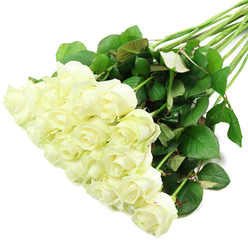 An abundant spray of white roses is arranged diagonally across a flawless white surface, echoing the clean lines and calm atmosphere of a well-kept Tufnell Park townhouse. The bouquet appears to contain roughly two dozen blooms, gathered close together so their heads form a generous, pillow-like cluster in the lower-left of the frame. Each rose is at a slightly different stage of opening: some retain a tight, classic bud shape, while others have begun to unfurl layer upon layer of silky, creamy white petals, creating intricate rosette forms. At the very centre of a few blossoms, a whisper of warm ivory or pale yellow peeks through, lending depth and natural variation. The petals look cool and velvety to the touch, with the kind of pristine freshness you would expect from flowers prepared that same morning by a local florist. From beneath the thick bank of blooms, long, sturdy stems sweep up and out towards the upper-right, forming a fan-like structure of dark, mossy green. They are adorned with clusters of glossy leaves in multiple shades of green, from deep forest to slightly bronzed tips, suggesting strong, healthy growth. The lighting is clear and even, with no harsh shadows, allowing the fine textures-leaf veins, petal edges, and the occasional thorn-to stand out subtly against the brilliant white background. The composition conveys a sense of peace and sincerity, like a quiet pause on a side street off Tufnell Park Road. This refined white rose display would be equally at home as a bridal bouquet photographed before a ceremony, a heartfelt sympathy gesture for a family near Holloway Road, or an understated yet deeply meaningful gift marking an anniversary or new chapter in someone's life.