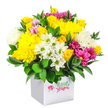 A bright, full bouquet of mixed flowers sits confidently in a minimalist white square box, set against a clean white backdrop that emphasises every petal and leaf. The arrangement forms a rounded, generous dome, densely packed with blossoms in uplifting shades of yellow, white and fuchsia, all supported by a collar of rich dark green foliage. At its heart are large yellow chrysanthemums, their many layered petals soft and plush, giving the impression of little cushions of sunshine that might happily sit on a windowsill in a Tufnell Park townhouse. Scattered around them are clusters of yellow spray roses, some fully open and others still in bud, adding gentle movement and a sense of growth. White daisy-like chrysanthemums with distinctive green centres bring a fresh, simple charm, reminiscent of wildflowers you might imagine growing along the paths towards Hampstead Heath. Fuller white chrysanthemums add extra volume and a cloudlike softness that balances the brighter tones. Strong accents of fuchsia and magenta chrysanthemums wind throughout the design, with some petals fading into softer pink at the tips, injecting energy and playful contrast similar to the colourful independent shops along Fortess Road. The foliage is deep green and glossy, with sturdy leaves that frame the vibrant blooms and ground the design. The plain white cube box acts as both a contemporary vase and neat gift presentation, especially practical for flower delivery to flats and offices around Tufnell Park and nearby Kentish Town. The overall feeling is one of optimism and everyday celebration, a bouquet perfectly suited to cheering someone up, marking a small milestone, or simply bringing a burst of colour into a North London home.