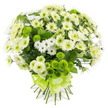 A hand-crafted chrysanthemum bouquet in a serene palette of white, cream, and vibrant lime green is centred against a bright white background, giving it a crisp, contemporary look. The composition is dominated by large chrysanthemum blooms whose delicately layered petals unfold in soft circles of white and cream, each flower finished with a subtle hint of green or pale yellow at the core, creating a plush, almost cloud-like surface. Threaded among them are sprays of smaller white chrysanthemums, reminiscent of miniature daisies, their narrow petals and tidy round centres filling the spaces and lending a gentle, feathery movement to the design. Dotted boldly throughout are rounded lime green pompon chrysanthemums, their tightly clustered petals forming neat spheres of intense colour, adding a lively, uplifting jolt that feels as refreshing as a cool breeze over Tufnell Park in early spring. Dark, glossy green foliage cradles the blooms and extends slightly beyond the flower heads, reinforcing the sense of natural abundance without overwhelming the light colour scheme. At the base, the long stems are brought together in a clean, hand-tied finish and wrapped with a wide lime green satin ribbon, folded into a soft bow that mirrors the pompons' tone and gives the bouquet a carefully finished, gift-ready appearance. The overall mood is calm yet hopeful, making this arrangement suitable for a thoughtful get well message to a neighbour on Brecknock Road, a quiet condolence, or a simple token of appreciation, while its rounded, compact shape also makes it a graceful centrepiece for a modest table or windowsill in a Tufnell Park home.