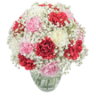 A jubilant embrace of colour and form, this candy-soft bouquet captures the spirit of Tufnell Park's quiet streets and creative corners. Ruffled carnations in shades of ruby red, petal-pink, and creamy ivory are nestled tightly together, their lush, velvety blooms dancing beneath the bright glow of natural light. Drifts of airy gypsophila weave between, their delicate white blossoms adding both volume and weightlessness, reminiscent of early morning mist above Waterlow Park. Held in a classic clear glass vase, the arrangement allows glimpses of fresh stems dipped in crystal-clear water-a grounding element beneath the cloudlike grace above. Every petal, from deepest crimson to gentlest pink, is lovingly arranged to evoke hope and celebration, ready to illuminate a local home for an anniversary, a birthday, or a spontaneous gesture of care. There's a soft, uplifting scent: a subtle spice from the carnations mingling with the faintest hint of green. Carefully proportioned and thoughtfully crafted, this bouquet invites the warmth and comfort Tufnell Park residents cherish. Whether delivered to a family gathering near Brecknock Road or presented as a luminous table centrepiece, it resonates with heartfelt wishes, making any day feel special and remembered.