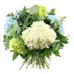 A beautifully composed hydrangea bouquet is shown in full against a stark white background, the simplicity of the setting allowing every subtle tint and curve to stand out clearly, as if displayed in natural daylight streaming into a Tufnell Park sitting room. At the heart of the design lies a generous, rounded cluster of creamy white hydrangea, its many small, four-petalled florets closely packed into a soft, cloud-like dome that feels gentle and comforting, like a quiet pause in the day. Around this central bloom, luxurious heads of pastel blue hydrangeas rise to the upper left and right, their petals shifting from soft baby blue to a slightly deeper sky hue, echoing clear days over the rooftops near Tufnell Park station. Lower and slightly off-centre, compact clusters of lime-green hydrangeas offer a lively contrast, their fresh, zingy colour suggesting new shoots appearing in local front gardens after rain. Wrapping the hydrangeas is a collar of mixed greenery: smooth, rounded eucalyptus leaves in silvery green that look cool and contemporary, and darker, glossy foliage that slips in and out of the blooms, adding depth, shadow, and a sense of abundant growth. The bouquet forms an overall rounded silhouette, but with enough variation in leaf lengths and petal edges to feel hand-crafted rather than rigid. At the base, a bundle of straight green stems is clearly visible, neatly bound together to create a classic hand-tied finish ready for a favourite vase in a Tufnell Park kitchen or hallway. Soft, even lighting highlights the delicate textures of petals and leaves, creating a calm, uplifting mood that suits birthdays, housewarmings, quiet thank-yous, or bringing a serene touch to everyday life in the neighbourhood.