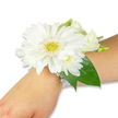 A pristine white wrist corsage rests gently on the inner forearm of a person with fair skin, set against a seamless white background that keeps the focus on the flowers' crisp clarity. The centerpiece is a large, luminous white Gerbera daisy whose many satin-like petals fan symmetrically from a bright yellow-green central disc that reads almost like a tiny pincushion of color. Around it, small clusters of fluffy white chrysanthemums or delicate lisianthus buds create soft, cloud-like layers that catch the light and add a whisper of texture. Behind the blooms, one or two deep emerald leaves - likely salal or ruscus - lift and frame the composition, their glossy surfaces giving a cool, botanical contrast to the warm white petals. The whole cluster is fastened to the wrist with an elegant multi-strand band of tiny white pearl beads that curve and glint faintly, suggesting vintage romance without heaviness. You can almost sense the faint, green-tinged scent of freshly cut stems and the soft papery touch of the Gerbera petals against skin, a delicate reminder of care and craftsmanship. This refined corsage reads as classic and celebratory - equally suited to a bride, bridesmaid, prom guest, or graduate stepping out from a nearby Tufnell Park gathering, perhaps en route to Dartmouth Park or Tufnell Park station. The photographer's clean lighting highlights subtle shadows between petals and leaf veins, emphasizing the fresh, spa-clean whiteness of the arrangement. Overall, the design communicates purity, thoughtful detail, and wearable elegance - a small, living accessory that holds memory as much as beauty.