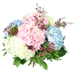 A full, hand-tied hydrangea bouquet stands out crisply against a clean white background, the simplicity of the setting allowing every nuance of colour and texture to be clearly imagined. The arrangement is dominated by large, rounded hydrangea heads, each composed of many tiny, four-petalled florets that cluster tightly together, creating a plush, cloud-like effect. Two of these generous blooms are a soft, romantic pink, two are a cool, delicate sky blue, and one is a luminous creamy white that carries a whisper of pale lemon, bringing brightness to the centre of the design. Threaded between the hydrangeas, slender stems of deep magenta and purple filler flowers, similar to waxflower, rise and branch gracefully. Their small, starry blossoms and unopened buds add detail, contrast, and a slightly more wild, natural note to the otherwise smooth expanses of hydrangea petals. Around and beneath the blooms, rich green foliage in varying shapes and tones-broad, dark hydrangea leaves and lighter, narrower greens-provides structure and a fresh, garden-like framework. The stems are gathered neatly at the base, tied securely but mostly concealed by the surrounding mass of flowers and leaves, suggesting the touch of a skilled florist used to preparing bouquets for homes and studios around Tufnell Park and neighbouring Gospel Oak. Bright, even lighting floods the image, accentuating the gentle graduation of colour in each floret and the subtle sheen of healthy foliage. The overall impression is of quiet celebration and refined beauty, suitable for marking new beginnings, thoughtful thank-yous, or simply bringing a sense of calm, pastel serenity to a living space.