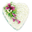 A softly lit, heart-shaped floral tribute is shown from above, set against a pure white background so that every flower and leaf appears calm and clearly defined. The heart itself is completely filled with small, pristine white spray chrysanthemums, layered one upon another until they create a dense, plush surface like a gentle cushion of petals. Their uniform whiteness suggests purity, peace, and the quiet reflection that often accompanies a funeral or memorial in the Tufnell Park area. Tracing the outline of the heart is a slim but distinct emerald green ribbon, its satin texture giving a refined, almost tailored border that enhances the neat symmetry of the design. On the upper left side, a dramatic cluster of calla lilies in deep magenta and rich fuchsia tones arches diagonally across the heart, flowing towards the lower right. At the top of this spray, several calla lilies are fully open, their elegant, trumpet-shaped forms and dark central spadices standing in vivid contrast to the soft white background of chrysanthemums. Below, a couple of more slender, partially unfurled lily blooms extend the line of colour, creating a sense of gentle movement, like a final, tender gesture. Threaded between the lilies are small sprigs of white freesia or similarly delicate, scented blossoms, their fine petals and airy shape adding lightness and a hint of fragrance. Surrounding the feature spray, feathery fern fronds and smooth, glossy leaves provide depth and natural texture, suggesting a life still quietly present amid loss. Crafted with care by local florists serving Tufnell Park and nearby streets, this white and pink floral heart is a poignant expression of sympathy, enduring love, and respectful remembrance.