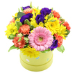 A lively, dome-shaped bouquet overflows from a round hatbox in soft lime green, its surface dotted with delicate pastel blue and white polka dots that lend a playful, gift-like feel. The flowers are arranged so closely together that they form a smooth, full cushion of colour, as if the blooms have gathered shoulder to shoulder in celebration. At the front, a striking pink gerbera with a pale green centre stands proud, its crisp, evenly spaced petals giving the arrangement a clear focal point. Encircling it, sunny yellow chrysanthemums or small daisies beam outward, their cheerful faces echoing the warmth of a bright morning over the rooftops of Tufnell Park. Coral and orange carnations tuck in between them, their ruffled petals adding depth and a soft, feathery texture that contrasts gently with the gerbera's sleek form. Deep purple lisianthus blossoms thread through the design, their rich, velvety tones bringing in a touch of luxury and calm that grounds the lighter hues. Fresh green foliage, including a few variegated leaves edged in pale cream, peeks out from between the blossoms, giving the arrangement shape and a sense of natural ease, as though picked from a well-loved local garden. The entire scene is photographed against a pure white background, highlighting the crisp edges, saturated colours, and subtle shadows. The overall impression is of a joyful, thoughtfully crafted gift, perfect for birthdays, congratulations, or to brighten a home or office near Tufnell Park station, offering a small burst of colour and comfort in the rhythm of everyday city life.