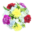 Captured from a top-down angle on a crisp white background, this bouquet appears as a vibrant, almost circular burst of colour and texture, like a celebration paused in mid-bloom. At its core are six generous carnations, their ruffled petals creating a sense of abundance and movement. Two bright yellow carnations glow with a soft, buttery radiance, suggesting happiness and fresh beginnings, ideal for sending cheer to a friend in Tufnell Park after good news or a new home. Nestled alongside them, two deep burgundy-red carnations lend a romantic, comforting tone, rich as velvet and perfect for expressing gratitude or affection. Completing the trio of main colours, two vivid magenta-purple carnations introduce a regal, playful energy, bringing a contemporary edge that would look at home on a stylish table near Fortess Road. Threaded among these statement blooms are clusters of delicate hydrangeas in light blue and white. Their small petals gather densely, forming cloud-like mounds that soften the transitions between the bolder colours, much like the hazy view across Tufnell Park Fields on a summer morning. Around and beneath the blooms, a mix of fresh foliage anchors the design: broad, variegated leaves with bright green centres and creamy or pale yellow edging catch the eye, while finer, darker green sprigs peek out here and there, giving the arrangement a lively, garden-inspired look. The soft, even lighting highlights the carnations' frills and the hydrangeas' tiny, rounded petals, making the bouquet feel freshly arranged and ready for same-day delivery across Tufnell Park and its surrounding streets. It conveys joy, care, and a quiet sense of celebration in one lush, hand-crafted design.