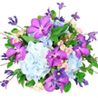 Against a bright white background, this hand-tied bouquet appears almost suspended in light, its colours and textures radiating clarity and calm. The foundation is made of generous, globe-like heads of hydrangea in cool powder-blue and soft sky tones, their countless small petals overlapping to create plush, rounded forms that resemble billowing clouds drifting above the rooftops of Tufnell Park. Nestled and layered over this blue base, vivid Vanda orchids in rich fuchsia and deep purple add a dramatic focal point, their broad, gently curving petals patterned with distinctive, darker speckles that look like tiny brushstrokes, lending the arrangement both energy and elegance. Among them, petite blush-pink and cream spray roses peek through, some tightly budded and others beginning to open, offering a tender, romantic softness and a slightly ruffled texture. Threaded gracefully between the larger flowers are slender clematis vines, some tipped with star-shaped blooms in deep indigo and lavender, others still in bud, which creates a feeling of gentle motion and natural growth, as though the bouquet were caught mid-breath. Surrounding everything, lush emerald-green foliage provides structure and a vivid contrast, with varied leaves and stems framing the central blossoms like the greenery lining the quiet residential roads near Tufnell Park station. The arrangement forms a rounded, slightly spilling silhouette that suggests generosity and a celebratory spirit, perfect for marking an engagement, a new home, or a special birthday. Soft, diffuse lighting enhances the richness of each hue and the velvety, dewy surfaces of the petals, capturing the careful craftsmanship and refined taste of a skilled local florist who understands how to balance drama with grace.