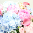 In this photograph, the camera lingers intimately over a sumptuous bouquet, capturing the sort of refined, romantic arrangement you might find delivered to a period flat near Tufnell Park station. At the centre and drifting into the upper right sit large pink peonies, their petals ruffled and plentiful, overlapping in soft waves that move from the palest blush at their tips to richer rose-pink depths at their cores. They exude the feeling of spun silk and quiet luxury. Balancing their warmth are sky-blue hydrangeas gathered mainly on the left and lower centre, each rounded head composed of countless tiny petals that together form cloud-like clusters, cooling the palette and adding a tranquil, almost coastal calm to the scene. Between these main blooms nestle blush garden roses, some tightly closed like promises yet to unfold, others gently opening, their classic form reinforcing the theme of romance and celebration. Threading gracefully through the display are rose-pink calla lilies edging towards fuchsia, their sleek, trumpet-shaped blooms and smooth, waxy surfaces arching with an almost sculptural elegance; one curves clearly in the upper right while a second discreetly emerges from the far left. Wisps of silvery-green foliage-suggestive of eucalyptus or dusty miller-soften the spaces between petals, lending a subtle, misty tone that ties the pastels together. Bathed in soft, diffused light, the bouquet appears freshly arranged, brimming with vitality and gentle fragrance, ideal for marking an anniversary, welcoming a new baby, or sending a thoughtful gesture to someone in Tufnell Park and the surrounding streets.