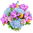 This opulent bouquet is photographed against a clear, pure white background, making its colours appear even richer and more defined, like a piece of modern floral art created for a stylish Tufnell Park apartment. At its heart, rounded clusters of sky-blue hydrangea provide a generous, billowy base, their countless small petals overlapping to create a soft, cushiony texture that feels cool and calm. Rising confidently from this sea of blue are dramatic Vanda orchids, their broad petals steeped in vivid magenta-purple and intricately mottled with darker speckles, giving the arrangement an unmistakably exotic focal point. Curving gently around them are fully open roses in dusty mauve and lavender-grey, each bloom layered and velvety, adding a romantic softness that contrasts beautifully with the bold orchids. Punctuating this cooler palette, smaller roses in peach and light tangerine-orange peek through the design, introducing cheerful, sunlit warmth that feels like a bright afternoon wandering the streets around Tufnell Park station. From the top and edges, tall, elegant stems of deep indigo delphinium stretch upward, creating height, depth, and a sense of movement that keeps the eye travelling through the bouquet. Subtle greenery is woven between the flowers, providing gentle structure without overwhelming the intricate blossoms. The overall effect is lush, dense, and harmoniously balanced, with cool blues and purples offset by warm orange and soft lavender notes. It feels perfect for a milestone birthday, an anniversary dinner, or a striking centrepiece for a gathering in a local Tufnell Park home, capturing both refinement and joyful celebration in every petal.