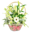 A softly lit floral basket arrangement stands alone against a seamless white background, its natural textures and calm colours giving it the kind of relaxed sophistication often chosen for Tufnell Park anniversary deliveries. The basket is crafted from pale, honey-toned wicker, with a sturdy handle rising in a gentle arch above the flowers. Around its base sits a red and white gingham ribbon tied neatly into a bow, lending a homely, country-style detail that feels in tune with the character of nearby leafy avenues and local cafés. The flowers inside are predominantly white, with subtle hints of green. Upright stems of lilies form the backbone of the design, their buds long and smooth, some still closed and others just beginning to unfurl creamy petals that suggest a delicate fragrance. Nestled among them, open white Gerbera daisies display perfect circles of petals around deep, dark centres, giving the eye clear points to rest on. Clusters of lisianthus in white and very pale green weave between the larger blooms, their ruffled edges softening the lines of the arrangement. A sculpted white calla lily peeks elegantly from one side, while small, spiky white and green chrysanthemums add fine detail and fill the basket to the brim. A lush base of mixed foliage, from rounded eucalyptus leaves to broader, darker greens and touches of variegated foliage, surrounds the flowers and spills slightly over the rim, creating a relaxed, abundant look. The overall impression is of freshness, purity, and understated romance, as if this basket were ready to be carried along Fortess Road to surprise a loved one on their anniversary or to brighten a calm corner of a Tufnell Park home.