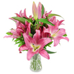 A studio-styled photograph of a generous bouquet of pink oriental lilies arranged upright in a clear glass vase, set against a pristine white backdrop. The composition centres on numerous large, star-shaped flowers in a rich range of fuchsia to rosy pink tones; each open blossom reveals broad, gracefully curving petals that fade subtly from deeper pink edges toward a lighter, creamy-green throat. Close to the centre of every flower are striking chartreuse-yellow throats that soften into creamy white, and conspicuous dark burgundy stamens dusted with pollen give each bloom textural contrast and a sense of botanical vitality. Scattered among the open flowers are elongated buds-some slender and pale pink, others deep fuchsia with green tips-poised to unfurl over the coming days and extend the bouquet's life. Lush, lance-shaped green leaves and sturdy upright stems form a verdant framework, their glossy texture balancing the satiny shimmer of the petals. The vase is simple and transparent, revealing neatly trimmed stems and clear water beneath, while the clean white surface and soft studio light make the pink hues sing with clarity and depth. There is a subtle, heady scent implied by the image: the warm, sweet perfume of fresh lilies that invites you to lean closer. This arrangement reads as both contemporary and timeless-an elegant choice for birthday celebrations, a thoughtful Mother's Day gift, quiet sympathy, or as a bright focal point in a calm living room. Imagined by a local florist's hand, the photograph emphasises freshness, form, and the slow unfolding pleasure of long-lasting cut lilies.