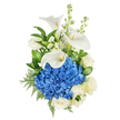 A portrait of serene elegance: a vertically presented hand-tied bouquet set against a clean white background, where cool, collar-like blue hydrangea forms a dense, rounded centre and immediately anchors the composition. The hydrangea's deep azure florets sit in a plush, cloud-like cluster whose tiny petals catch soft, diffuse light, creating a velvety texture that draws the eye. Rising with quiet dignity are three sculptural white calla lilies, their trumpet-shaped blooms curling in smooth, waxy arcs and revealing slender yellow spadixes that punctuate the pale palette. Interspersed among these are creamy white roses, their layered petals unfolding with classic softness, and tall sprays of white stock and snapdragon-like spikes that add vertical air and a faintly sweet, old-fashioned scent. A variety of lush foliage frames the flowers - broad glossy leaves give deep green contrast while feathery, fern-like leatherleaf adds intricate, fine texture and a garden-fresh feel. The overall lighting is gentle and even, letting the whites glow and the blues remain crisp, so the bouquet reads as tranquil and refined. This arrangement conveys both solace and celebration: suitable for sympathy, anniversaries, or moments of sincere admiration. The composition feels considered and modern, with every stem placed to balance volume, line and texture, producing a calming presence that would sit comfortably in a simple vase or be delivered with understated dignity to addresses around Tufnell Park, Dartmouth Park and nearby streets.