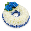 Seen from a slightly elevated perspective against a clean white backdrop, this circular sympathy wreath rests with a soft shadow beneath that lends it gentle presence and dimensionality. The main body is a dense, uninterrupted ring of pristine white chrysanthemums; hundreds of feathery petals overlap to form a slightly domed, cloud-like surface whose cool whiteness reads as calm and reverence. Near the upper left of the wreath three deep royal-blue roses form a deliberate focal cluster, their velvety spirals and saturated sapphire tones rising from a bed of glossy, dark green foliage. Around both the inner and outer rims a pleated satin ribbon, dyed to match the roses in a rich cobalt blue, is neatly ruffled and tucked so its sheen catches the light and frames the chrysanthemum band with considered structure. The contrast between the soft matte texture of the mums and the lustrous ribbon and velvet rose petals creates a quiet tension that feels both dignified and intimate. In scent the piece is subtle-the faint, comforting herbaceousness of chrysanthemum undercutting the soft, sweet note of the roses-yet it reads primarily as a visual statement of remembrance. As a florist who often arranges tributes for services near Tufnell Park tube, on Fortess Road and at neighboring chapels, I find this palette speaks of composed condolence: traditional white for purity and the thoughtful blue as a personalized mark of affection. This wreath would sit with respectful grace at a memorial service, in a church aisle, or beside a family photograph, offering a steady, unadorned expression of sympathy and memory.